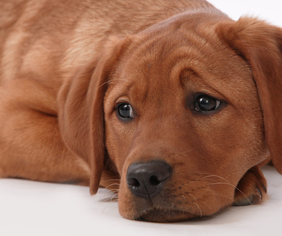 What You Need To Know About Seasonal Affective Disorder In Pets