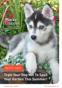 Pet Guide Feature - How to train your dog not to spoil your garden this Summer - Mark and Chappell