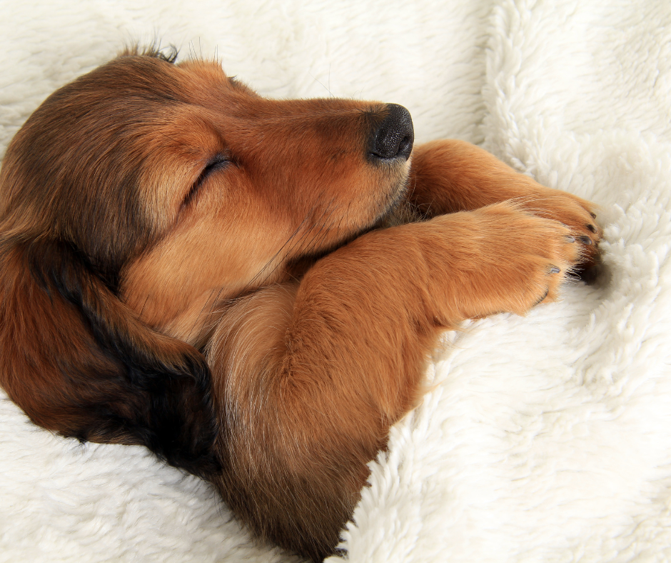 Helping Your Puppy Have a Good Night’s Sleep!