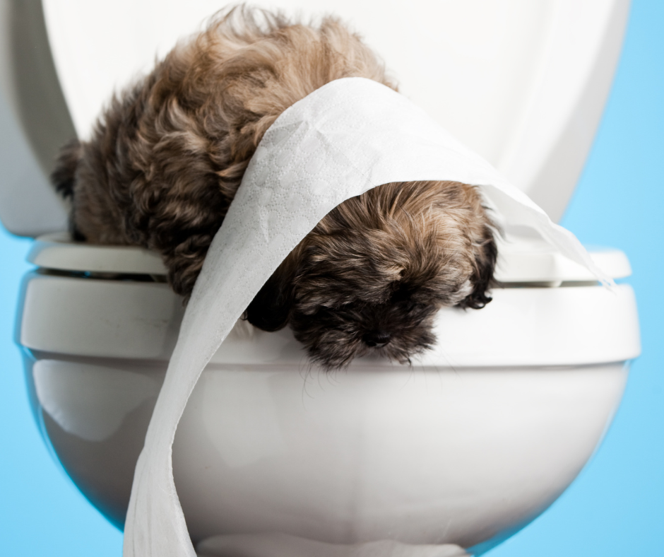 How to Toilet Train Your Puppy