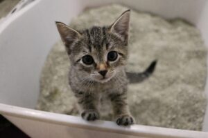 Toilet Training Your Kitten - Mark + Chappell