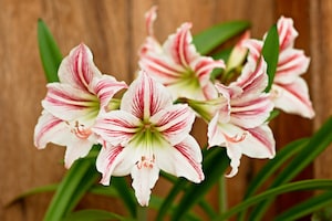 Amaryllis - What Plants Are Poisonous To Dogs - mark + Chappell