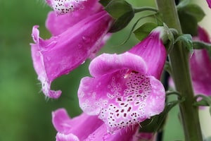 Digitalis (Foxglove) - Poisonous to Dogs - Mark + Chappell