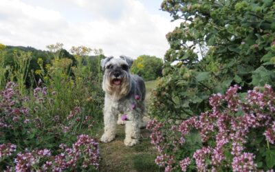 What Plants Are Poisonous To Dogs?