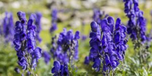 Aconitum (Monkshood) – What plants are poisonous to dogs – Mark and Chappell
