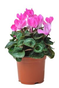 Cyclamen – What plants are poisonous to dogs – Mark and Chappell