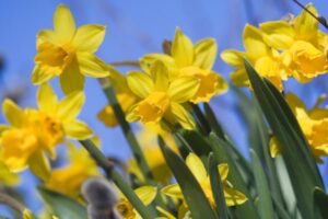 Daffodils – What plants are poisonous to dogs – Mark and Chappell