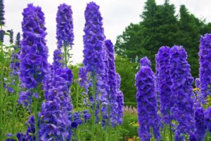 Delphinium – What plants are poisonous to dogs – Mark and Chappell
