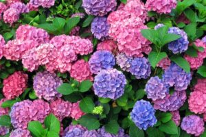 Hydrangeas – What plants are poisonous to dogs – Mark and Chappell