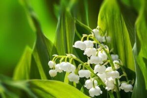 Lily of the Valley – What plants are poisonous to dogs – Mark and Chappell