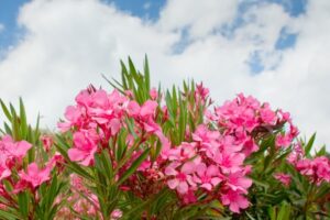 Oleander – What plants are poisonous to dogs – Mark and Chappell