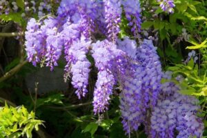 Wisteria – What plants are poisonous to dogs – Mark and Chappell