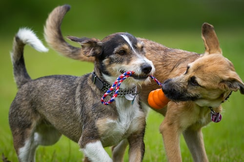 How to Keep Your Older Dog Active - Mark and Chappell