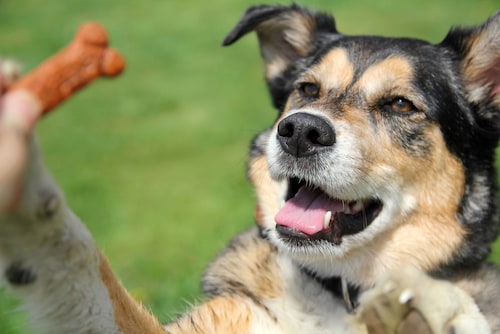 How to Keep Your Older Dog Active - Mark and Chappell