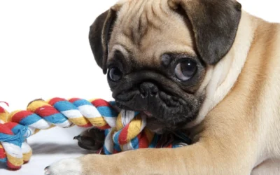 Puppy Teething Tips