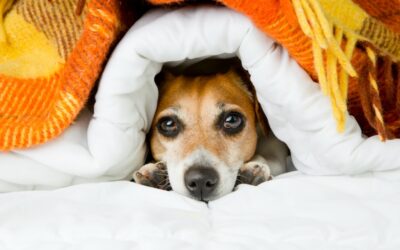 Dogs and fireworks – how to resolve anxiety during firework season