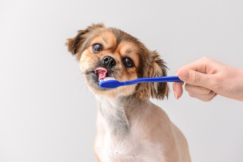 Should You Brush Your Dog’s Teeth? 2 - Mark + Chappell