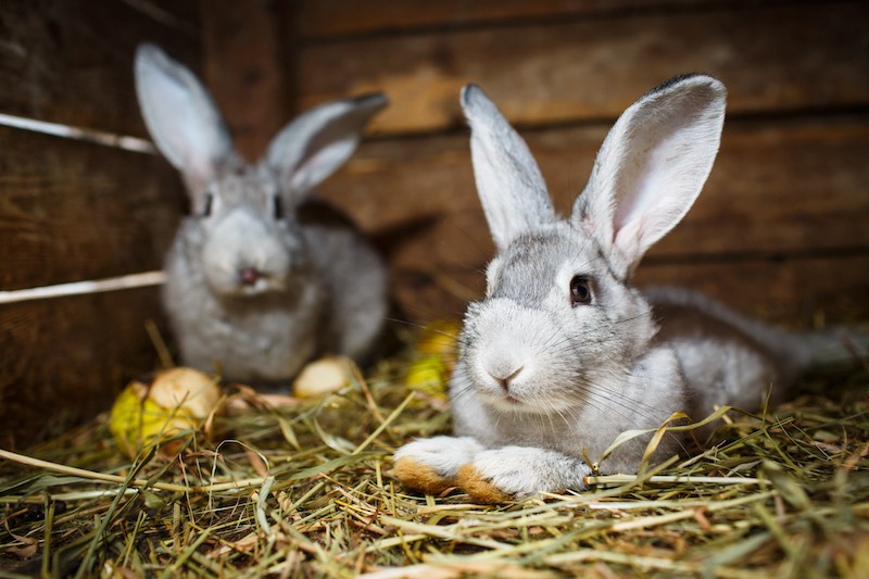 Tips For Keeping Your Rabbit Active, Healthy And Happy