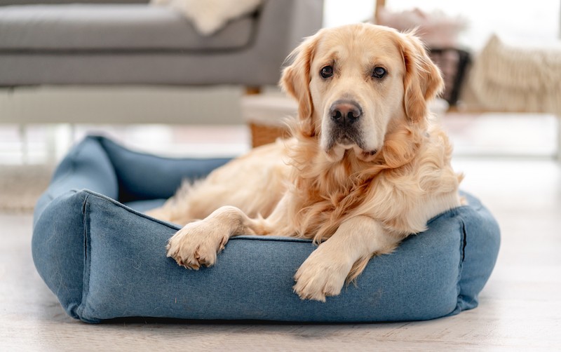 A Guide To Staycations With Your Pets - Mark + Chappell