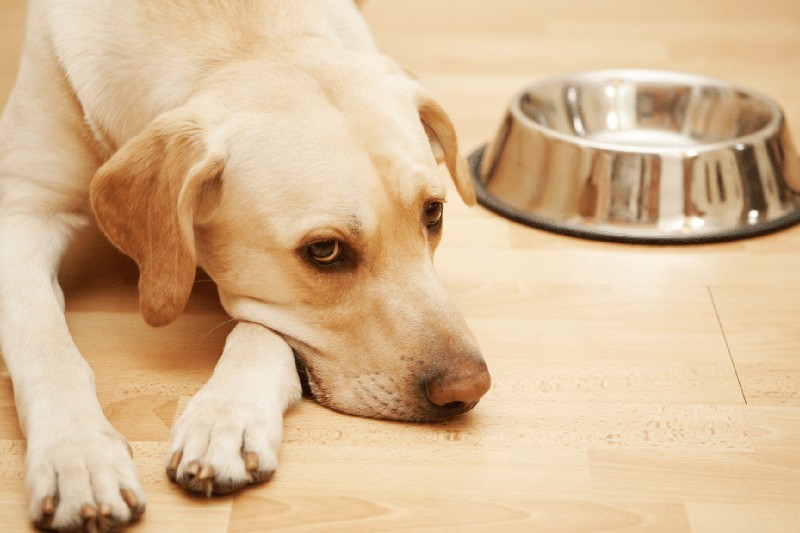 The Dog Breeds Most Prone to Anxiety – and How You Can Help