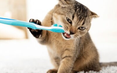 How to Clean Your Cat’s Teeth at Home