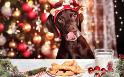 Christmas Dinner For Your Dog!