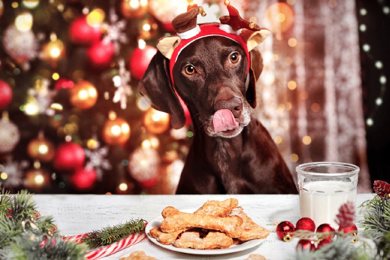 Christmas Dinner For Your Dog - Mark + Chappell (1)