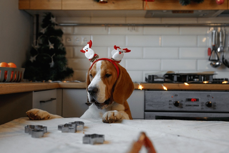 Christmas Dinner For Your Dog - Mark + Chappell (2)