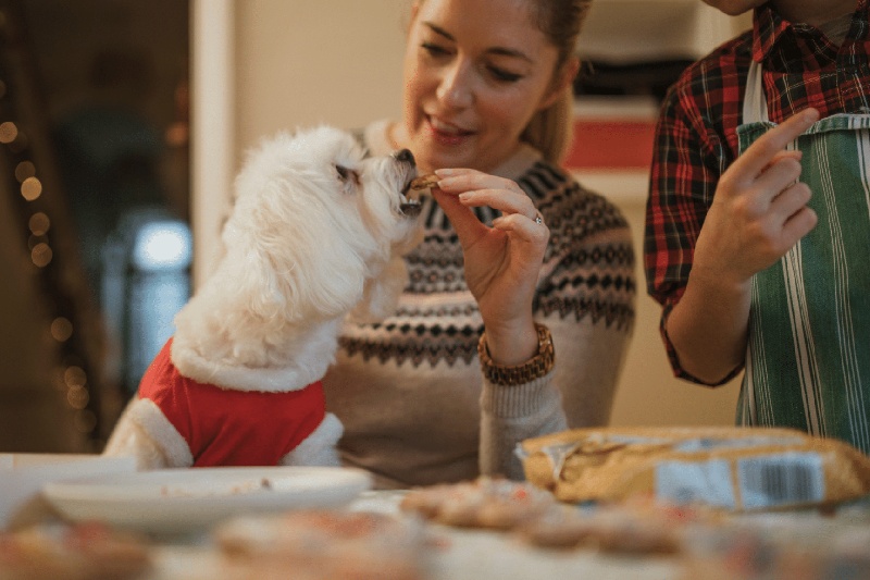 Christmas Foods That Are Dangerous For Cats And Dogs (3)
