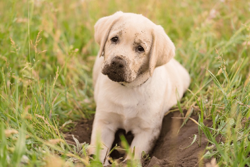 How To Stop Your Dog Digging Holes In Your Garden