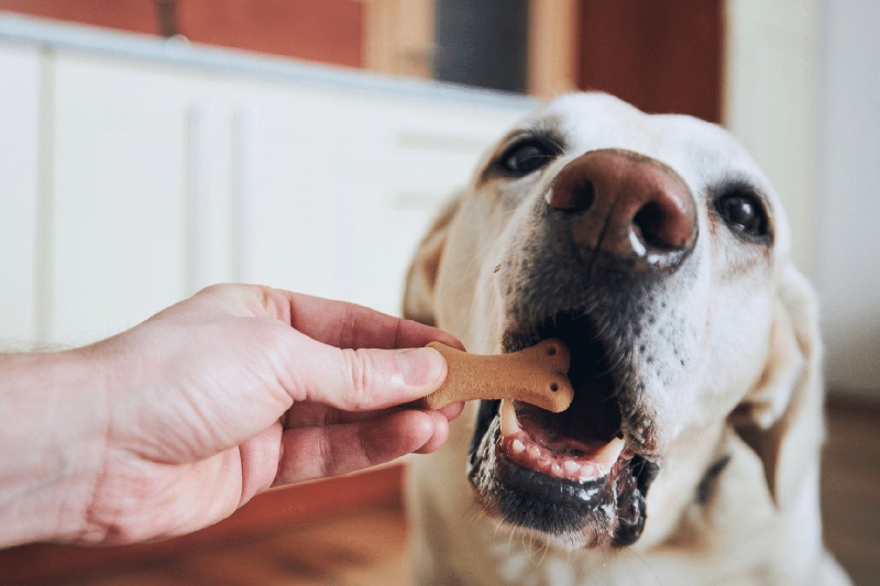 Why Does My Dog’s Breath Smell?