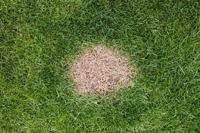 How Dog Urine Damages Your Grass – And How To Stop It!