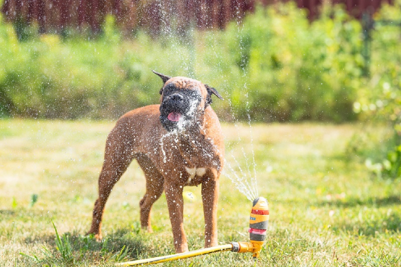 How To Keep Dogs Cool In Summer