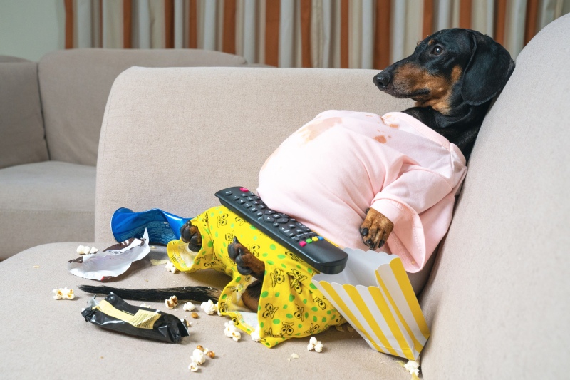 How To Help Your Dog Lose Weight - VetIQ (4)