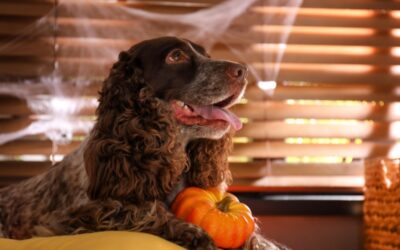 Keeping Pets Safe At Halloween