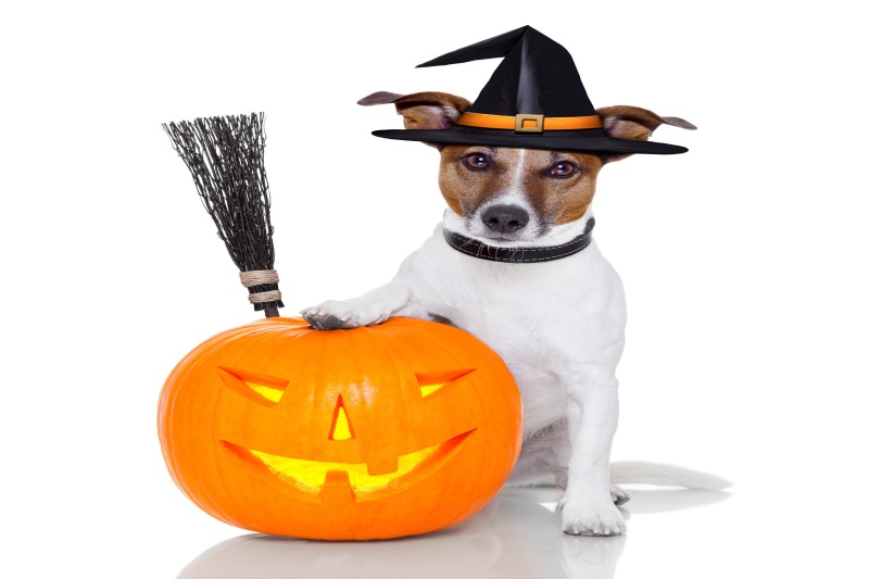 Keeping Pets Safe At Halloween - VetIQ (2)