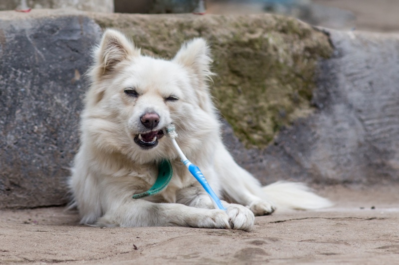 Improve Bad Dog Breath: Tips For Better Canine Oral Hygiene