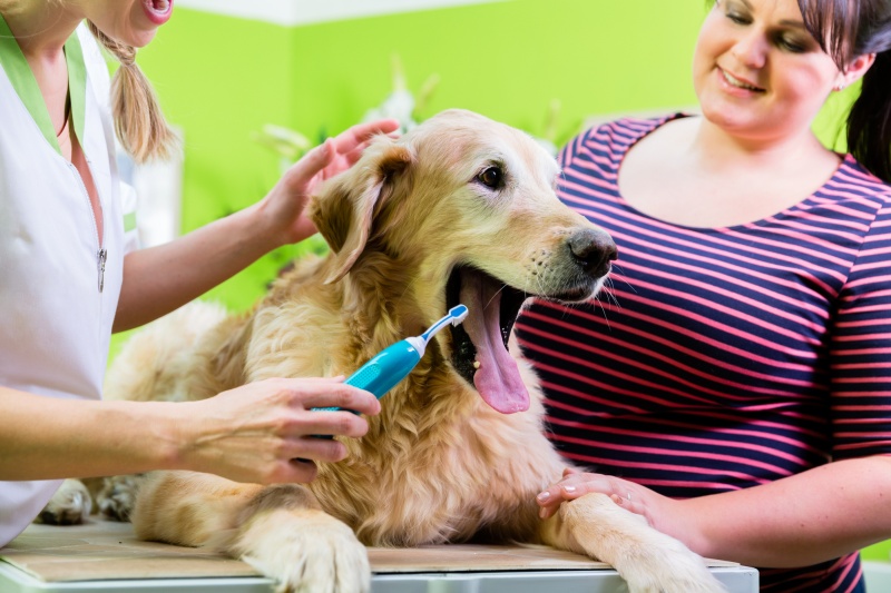 Improve Bad Dog Breath - Tips For Better Canine Oral Hygiene - VetIQ (3)