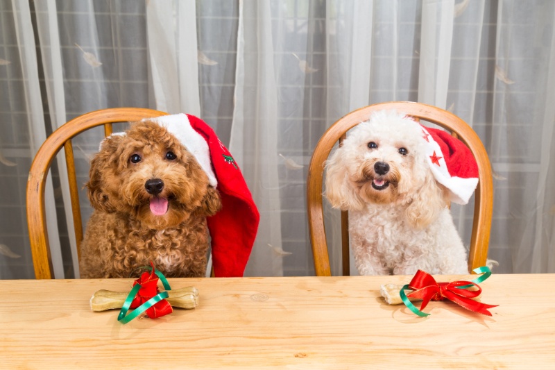 12 Fun Ways To Celebrate Christmas With Pets