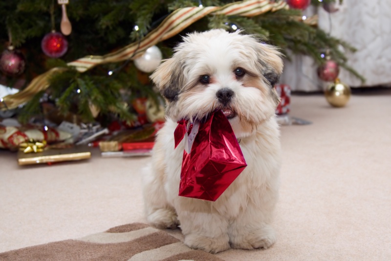 12 Fun Ways To Celebrate Christmas With Pets - VetIQ (3)