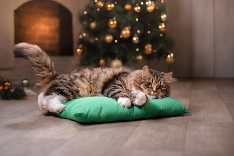 12 Fun Ways To Celebrate Christmas With Pets - VetIQ (4)