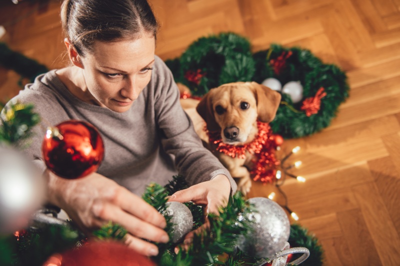 12 Fun Ways To Celebrate Christmas With Pets - VetIQ (5)