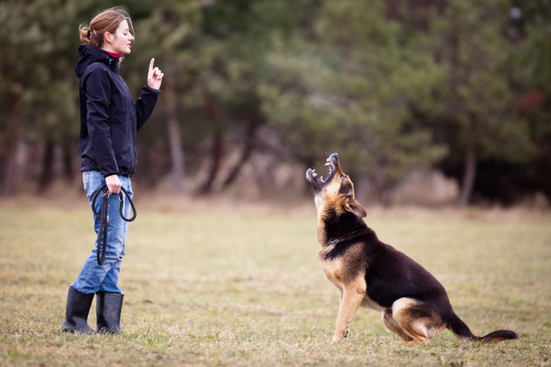 The Best Methods For Training A Dog - VetIQ (1)