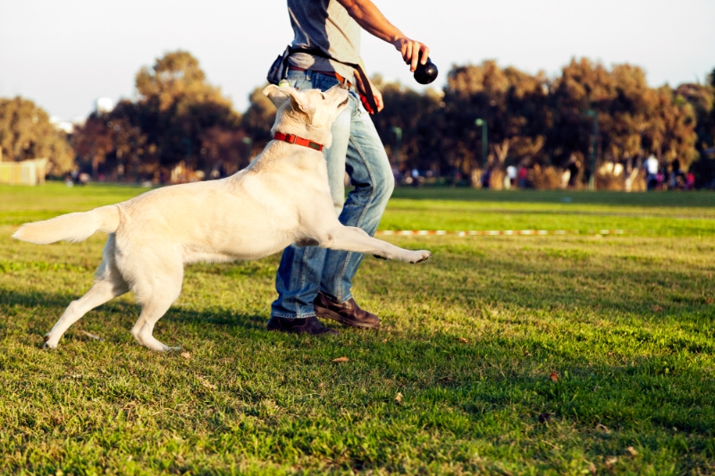 The Best Methods For Training Your Dog