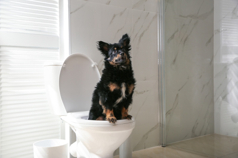 4 Essential Steps For Toilet Training A Dog - VetIQ (1)