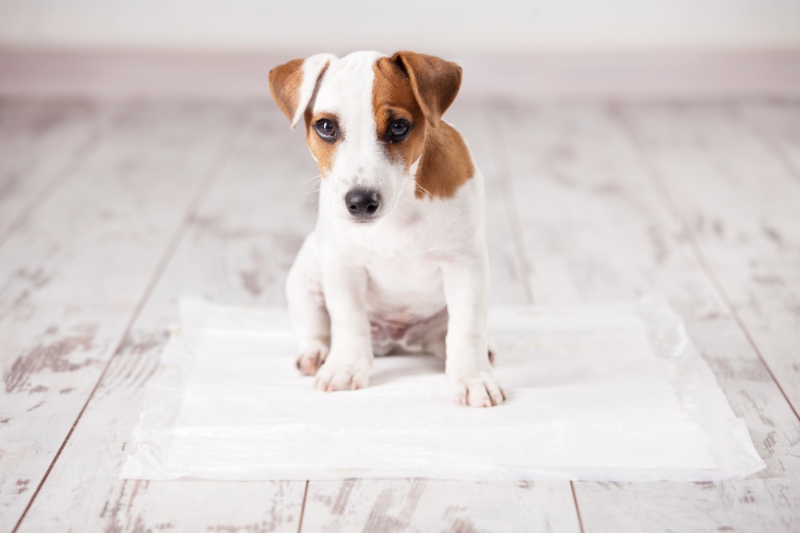 4 Essential Steps For Toilet Training A Dog