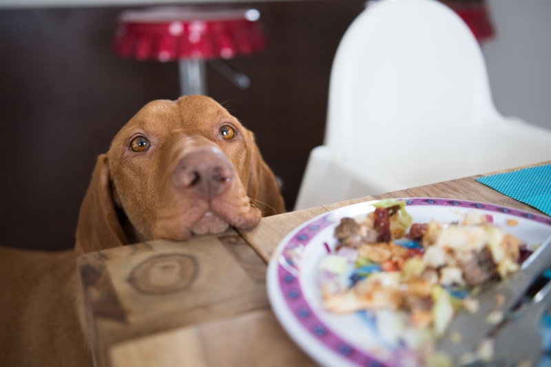 How To Stop Your Dog Begging For Food - VetIQ (1)