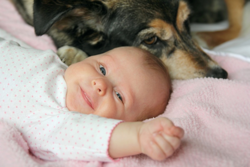 Our Tips For Preparing A Dog For A New Baby At Home