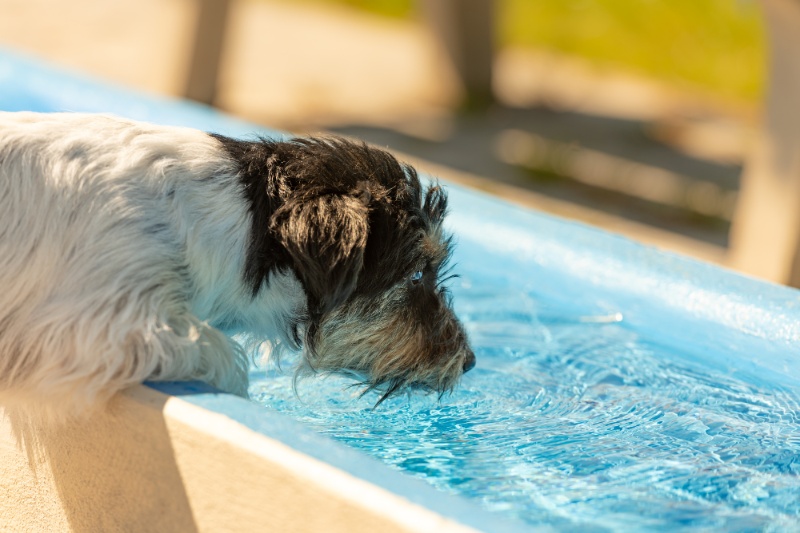 How To Avoid Dehydration In Dogs During Hot Weather