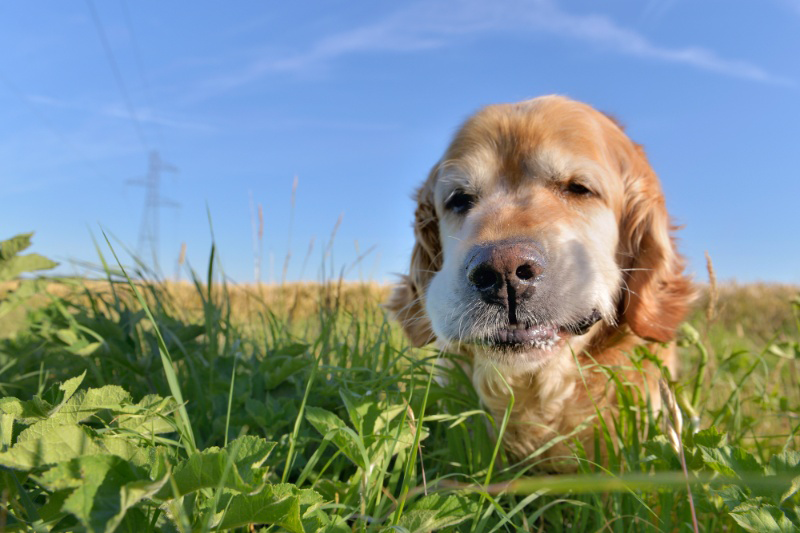 Is Your Dog Eating Grass? Find Out Why!